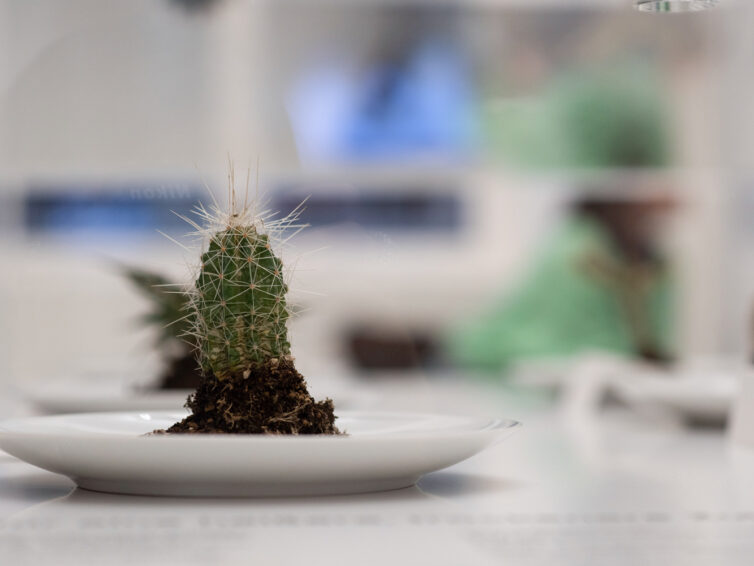 Kaktus-Food & Klimawandel