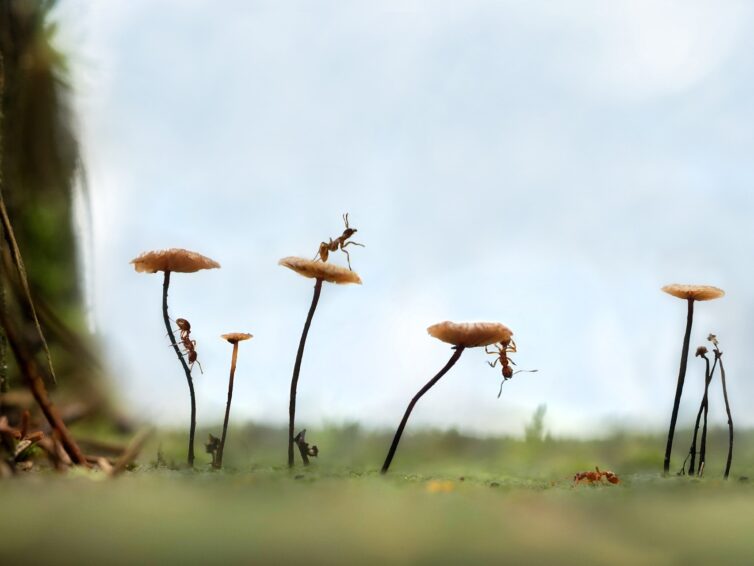 Lustvoll an Sechsbeiniges denken